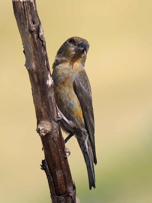 Crocieri   (Loxia curvirostra)